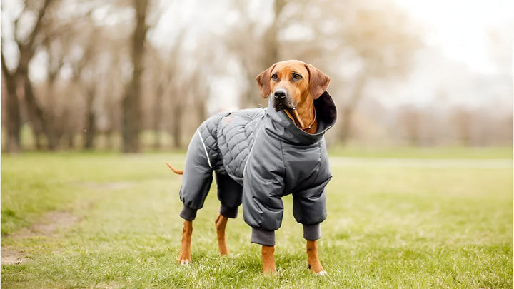 Comfortable Pet Clothes For All Season