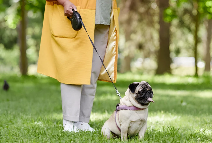 Finding Perfect Pet Leashes For Walks